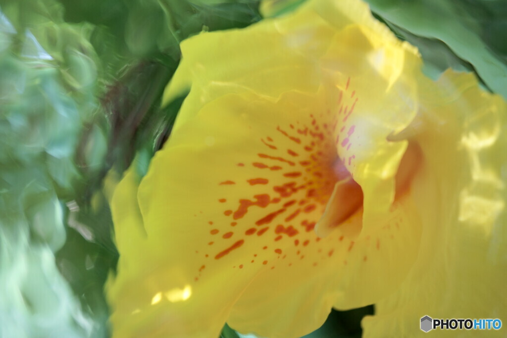 花弁ソフトフォーカス