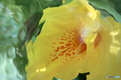 花弁ソフトフォーカス