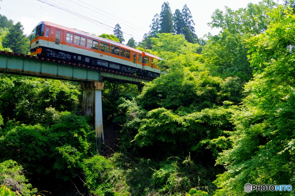 フィッシュアイ de 新緑