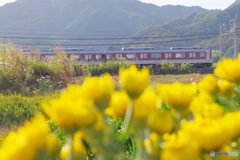 菊と秋桜