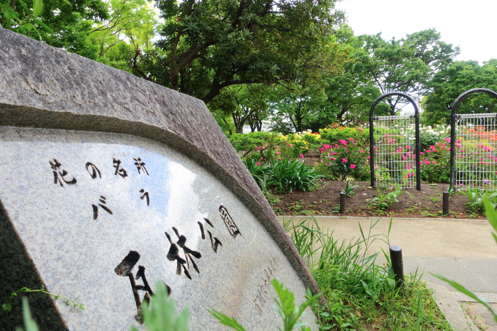 甲子園にもバラ園