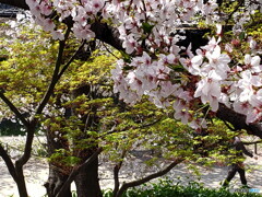 満開の桜ともみじの新緑