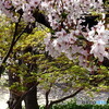 満開の桜ともみじの新緑