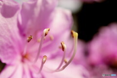蕊