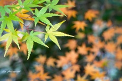 残る葉　落ちる葉