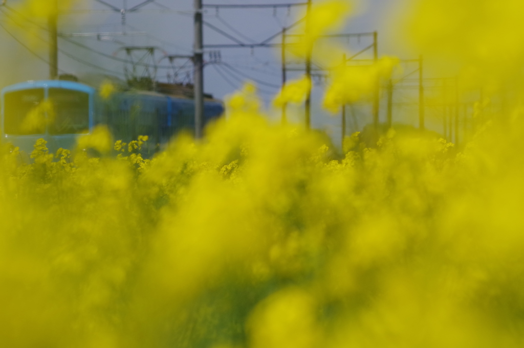 菜の花 皐月近江路　