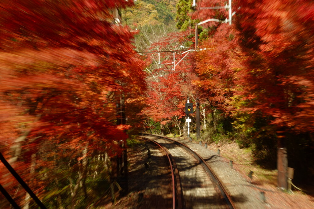 もみじのトンネル