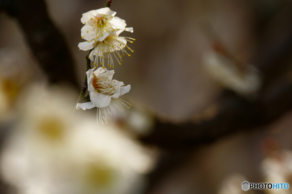 今年初めて撮った梅