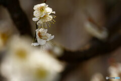 今年初めて撮った梅