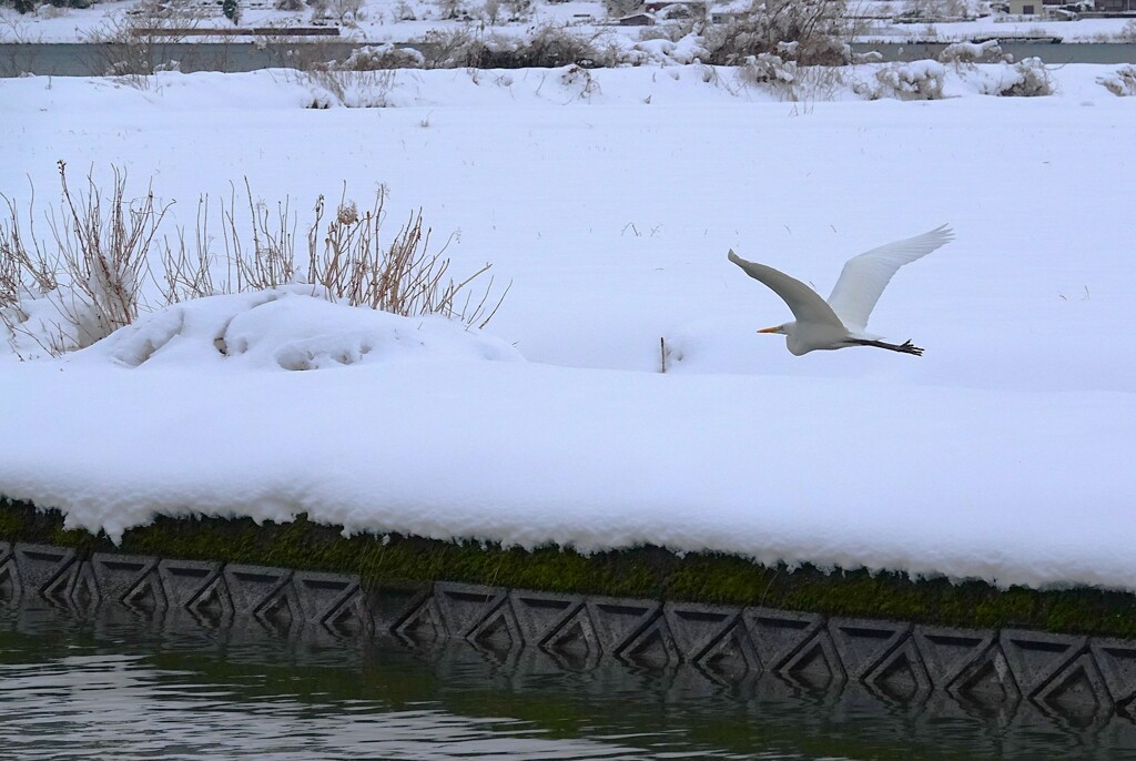 珍しく鳥を撮った