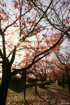 桜回廊　秋の定点観測　11月22日　（マウントアダプター試写）