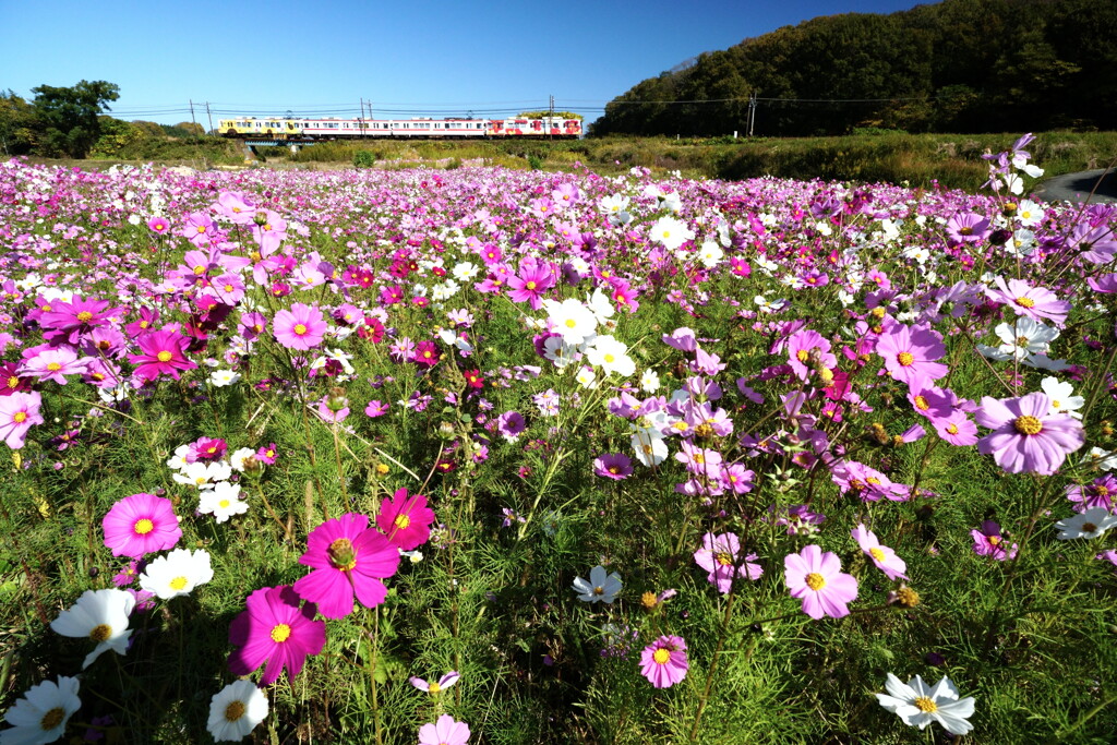 秋桜畑を広角で撮る