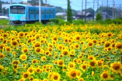 yellow & blue