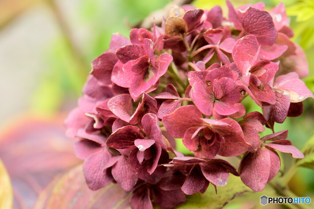 冬の紫陽花