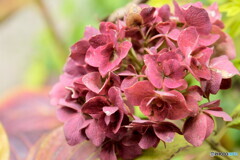冬の紫陽花
