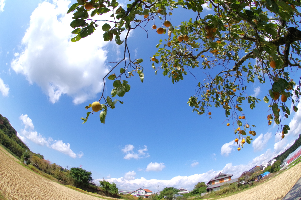 秋空に柿