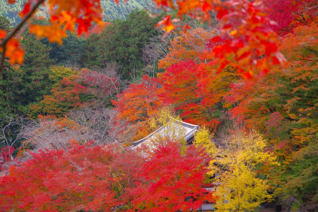 長谷寺を切り撮る　その五