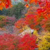 長谷寺を切り撮る　その五