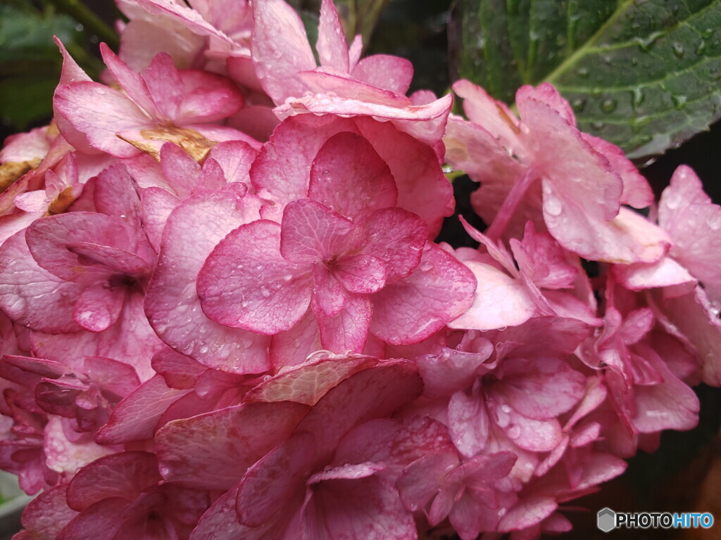 ミスサオリという名の紫陽花