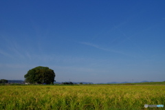 大きな木のある風景