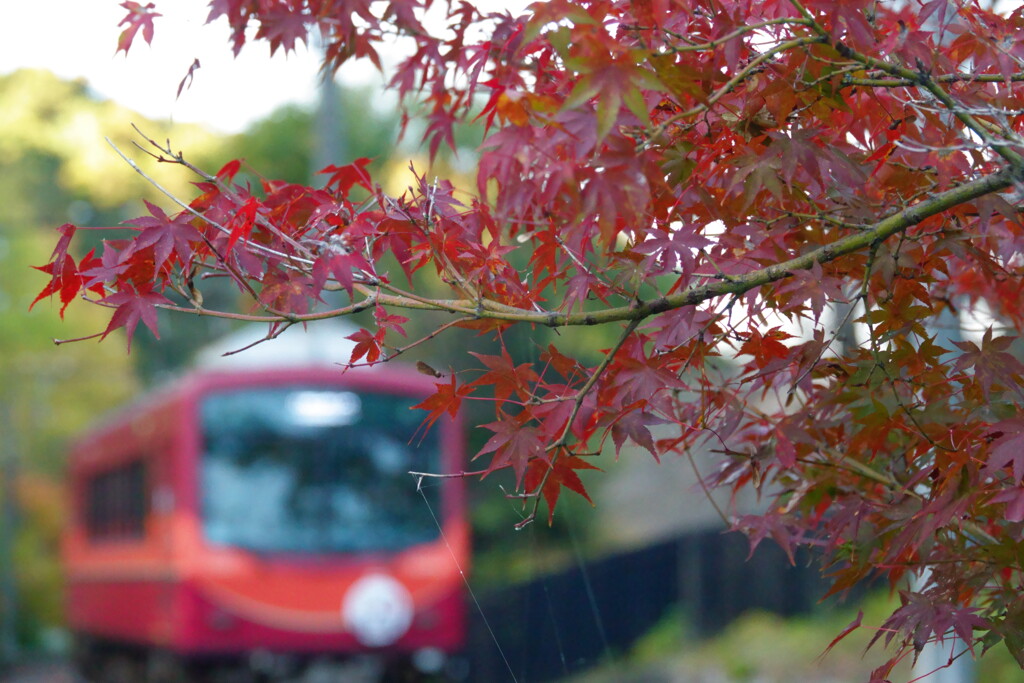 赤もみじと赤電車