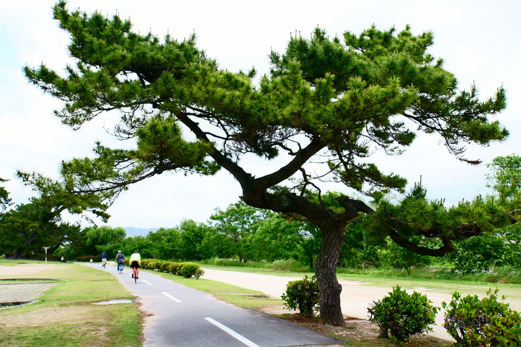 河原の風景「盆栽」