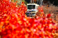 赤モミジに埋もれる