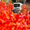 赤モミジに埋もれる