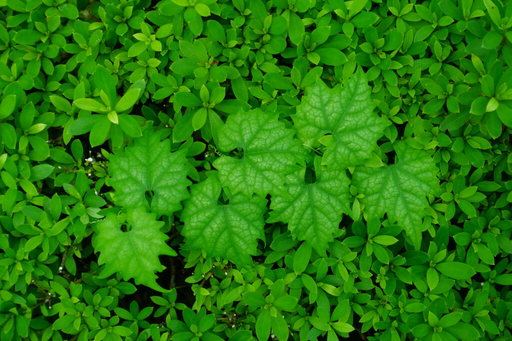green＆green