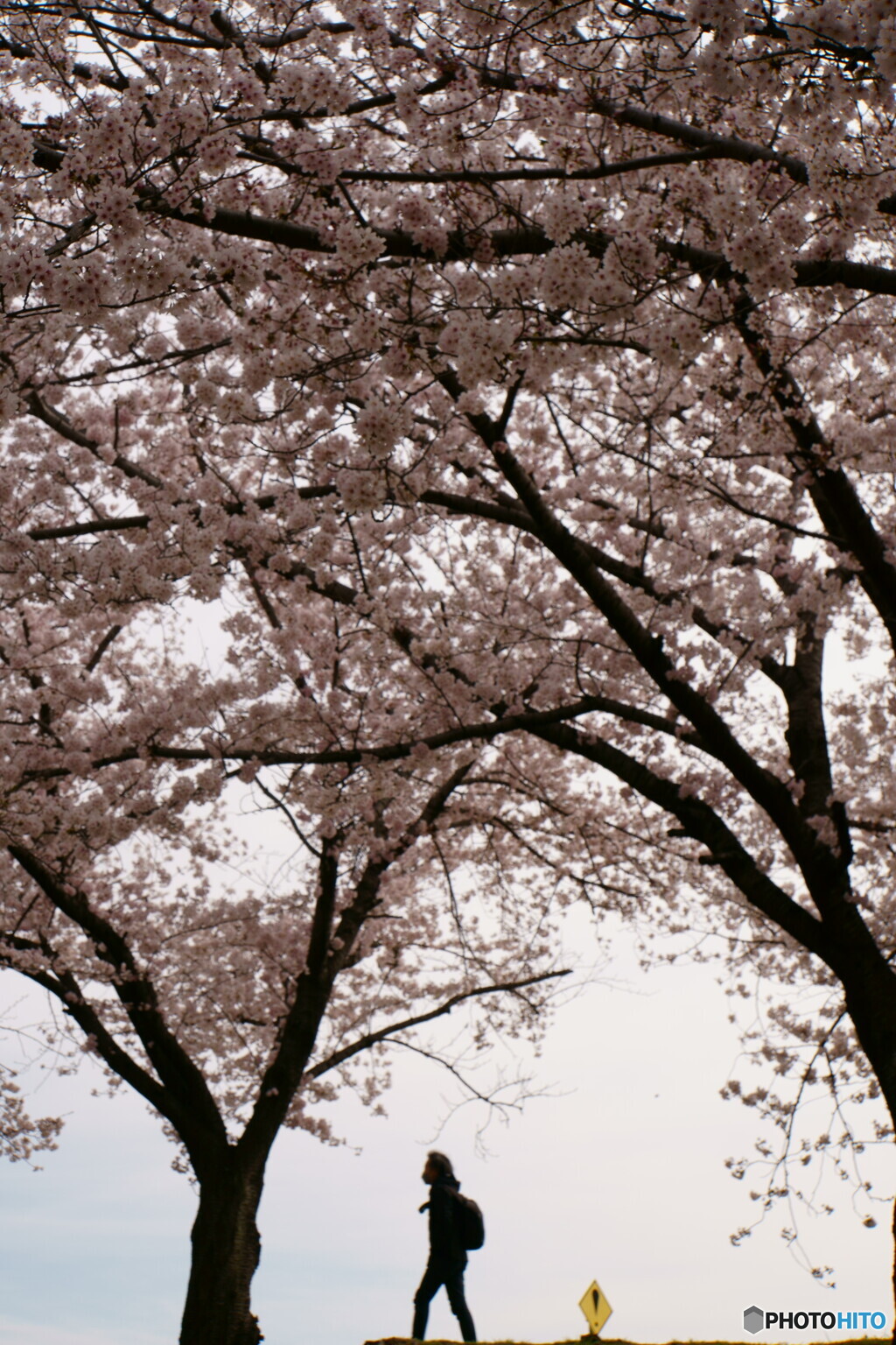 満開の桜と「！」