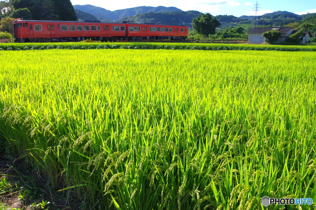 稲穂輝く