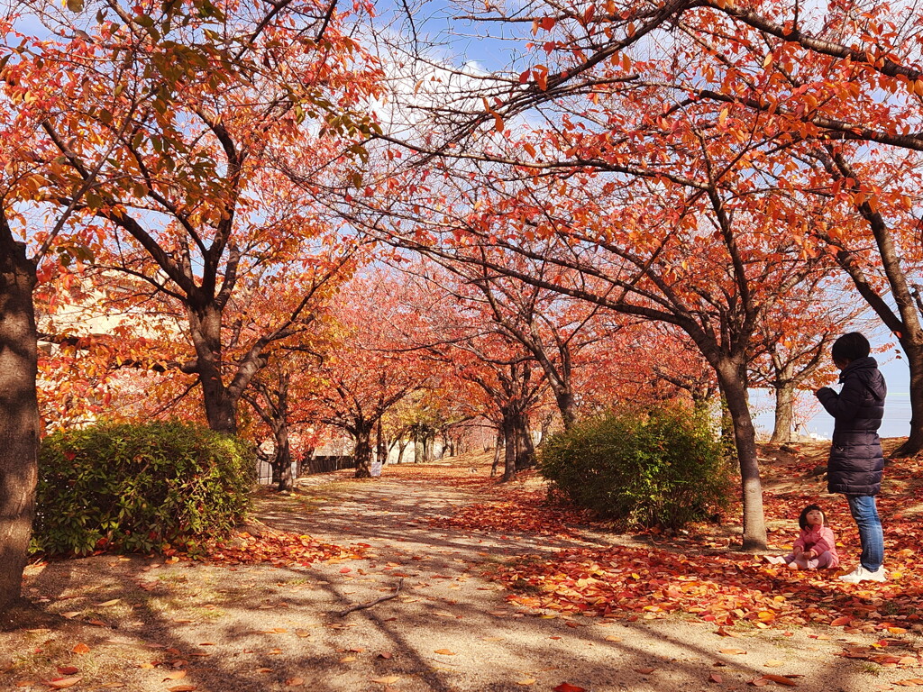 桜づつみ回廊　晩秋