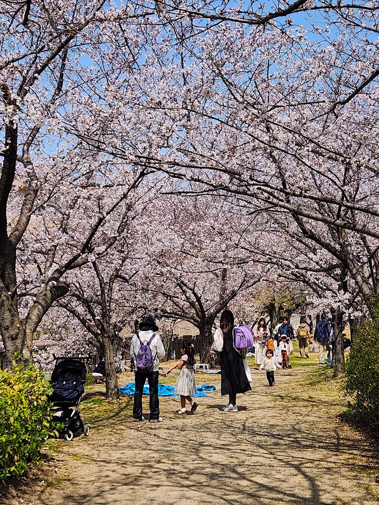 桜づつみ回廊　４月5日