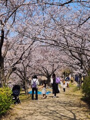 桜づつみ回廊　４月5日