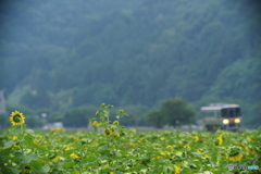 ヒマワリは後ろ向き