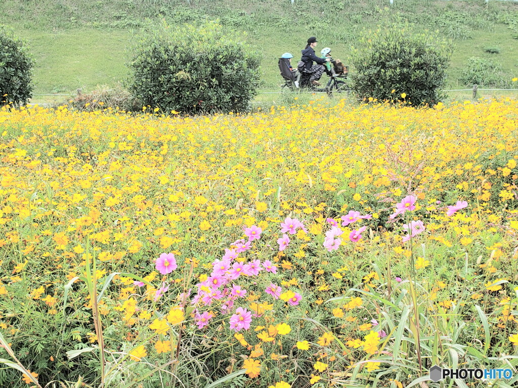 お花畑