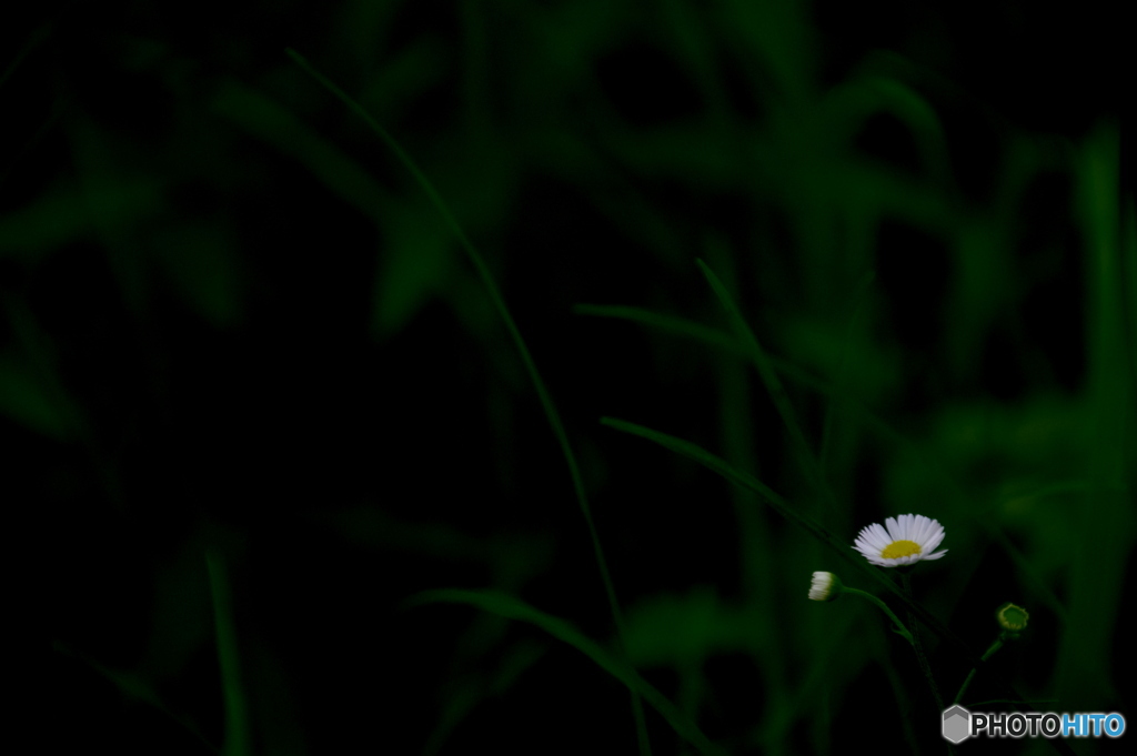 路傍の花  21-④