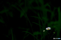 路傍の花  21-④