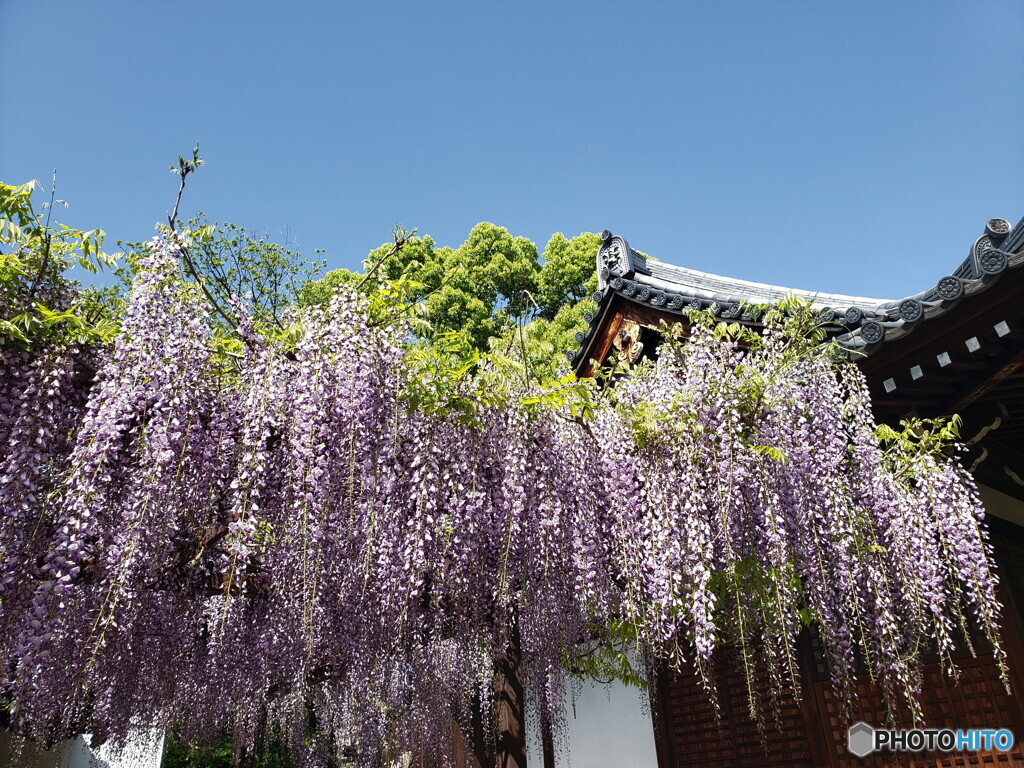 葛井寺の藤