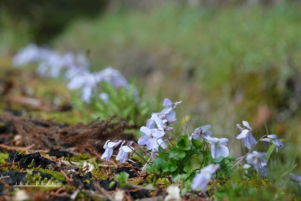 路傍に咲く花は美しい