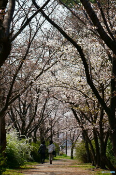 桜回廊三分咲