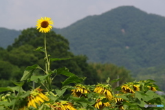 目立ちたがり屋さん