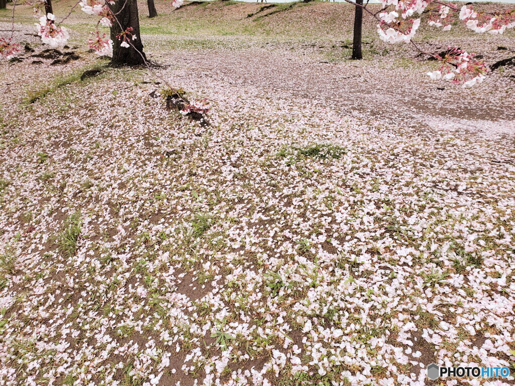 桜　絨毯　その1
