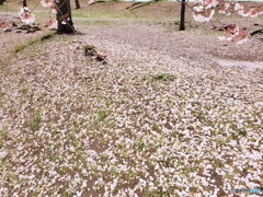 桜　絨毯　その1