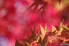 紅と黄