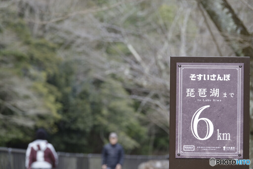 琵琶湖疎水の冬