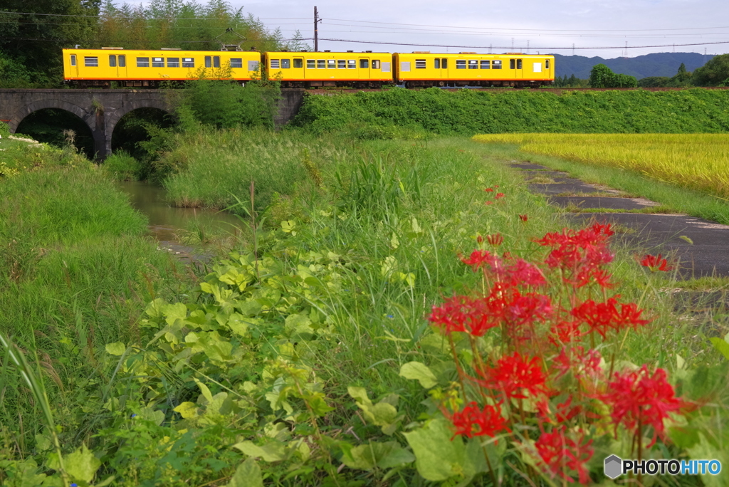 北勢線の秋