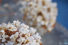 君は枯れても美しい