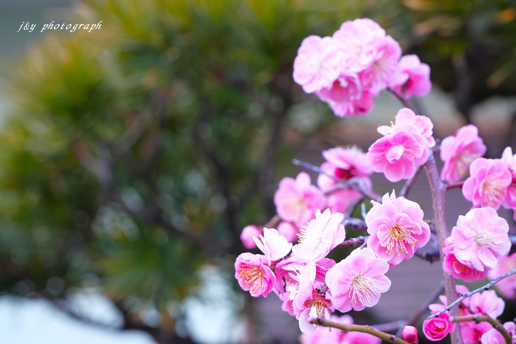 松梅 by j.enamay （ID：13378334） - 写真共有サイト:PHOTOHITO
