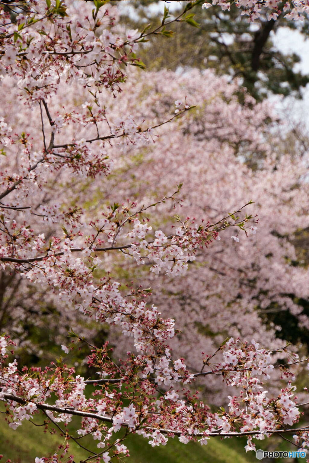 桜　終盤